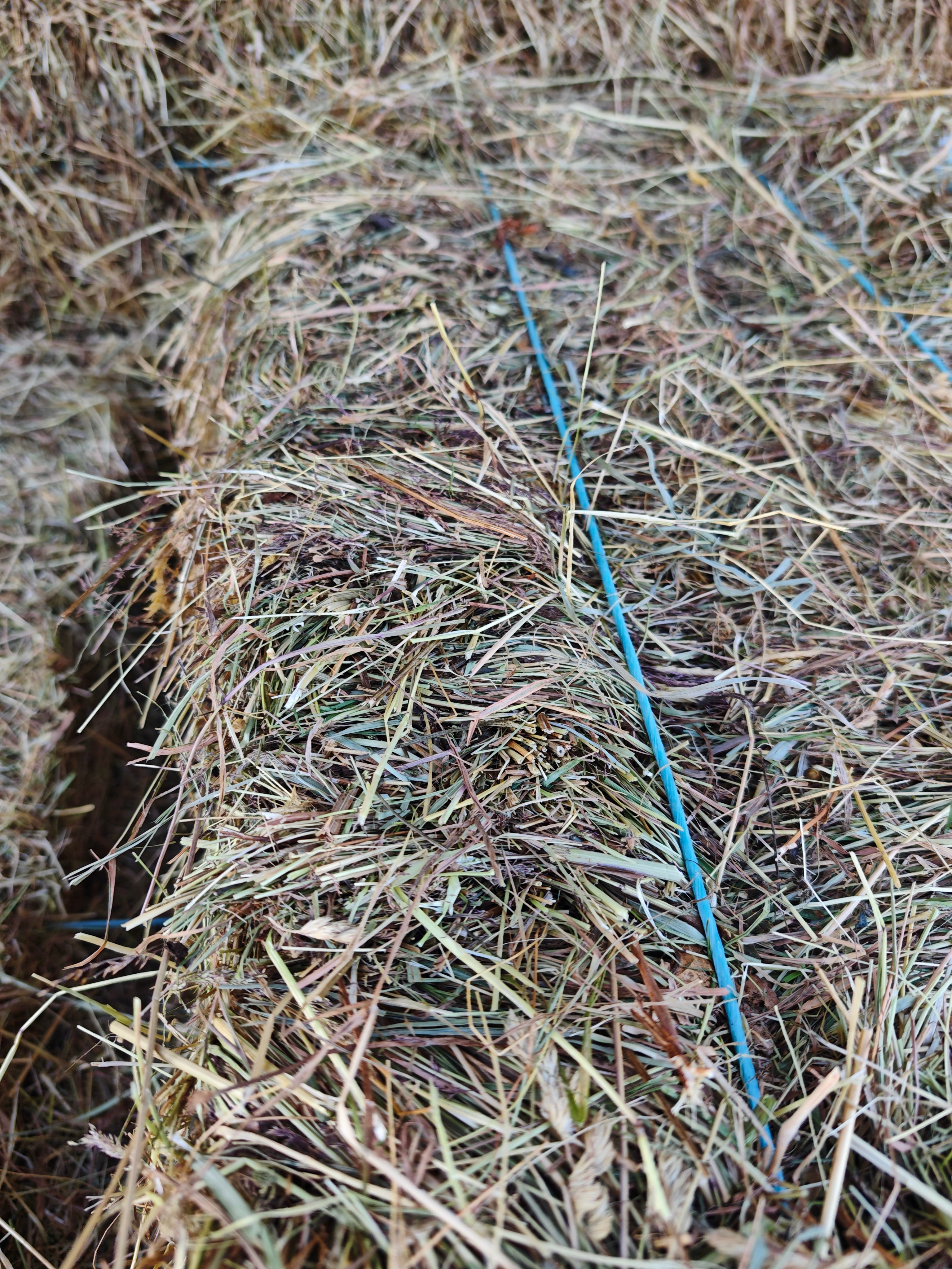 Premium imported Wairarapa Meadow Hay