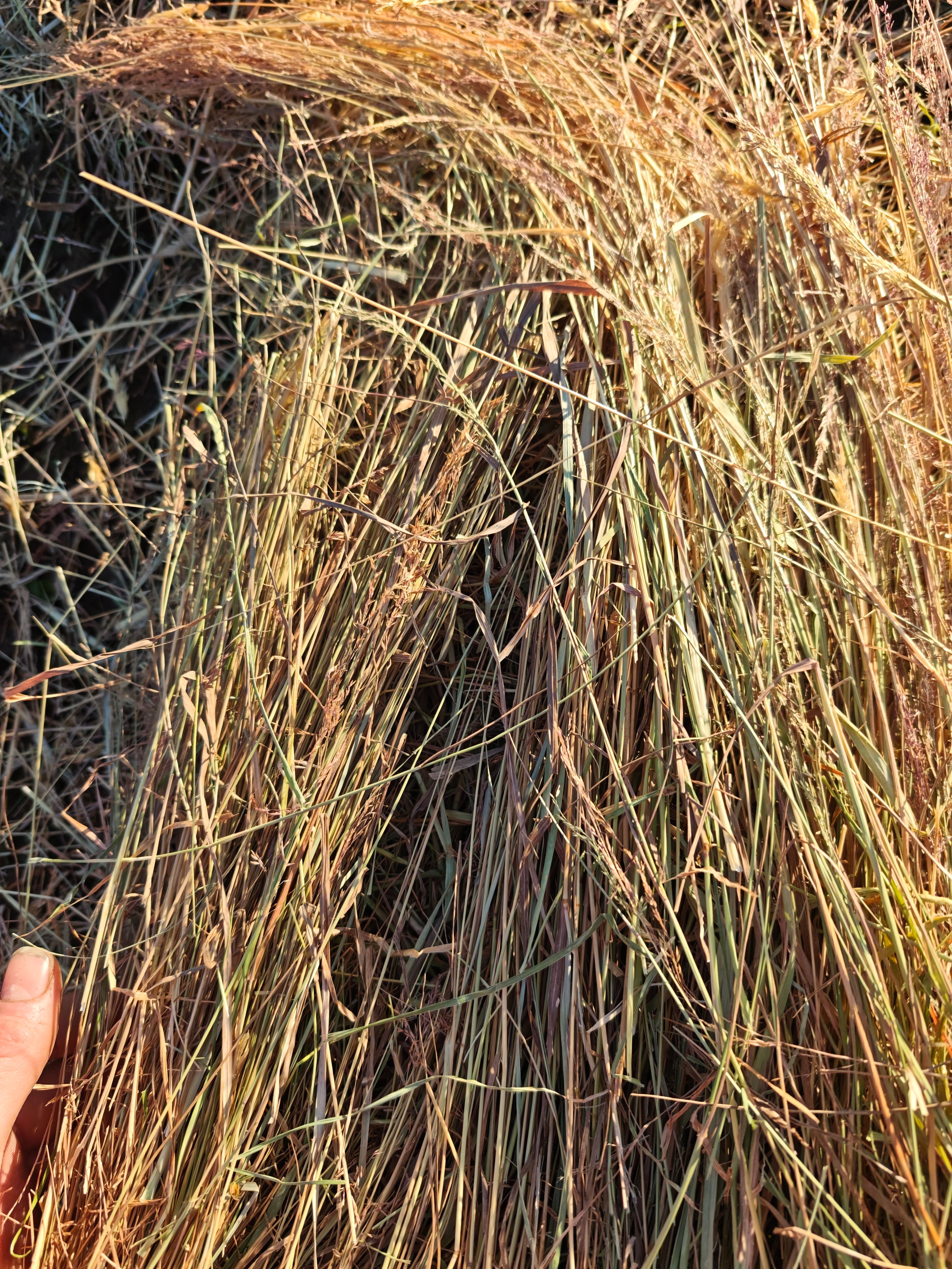 Premium imported Wairarapa Meadow Hay