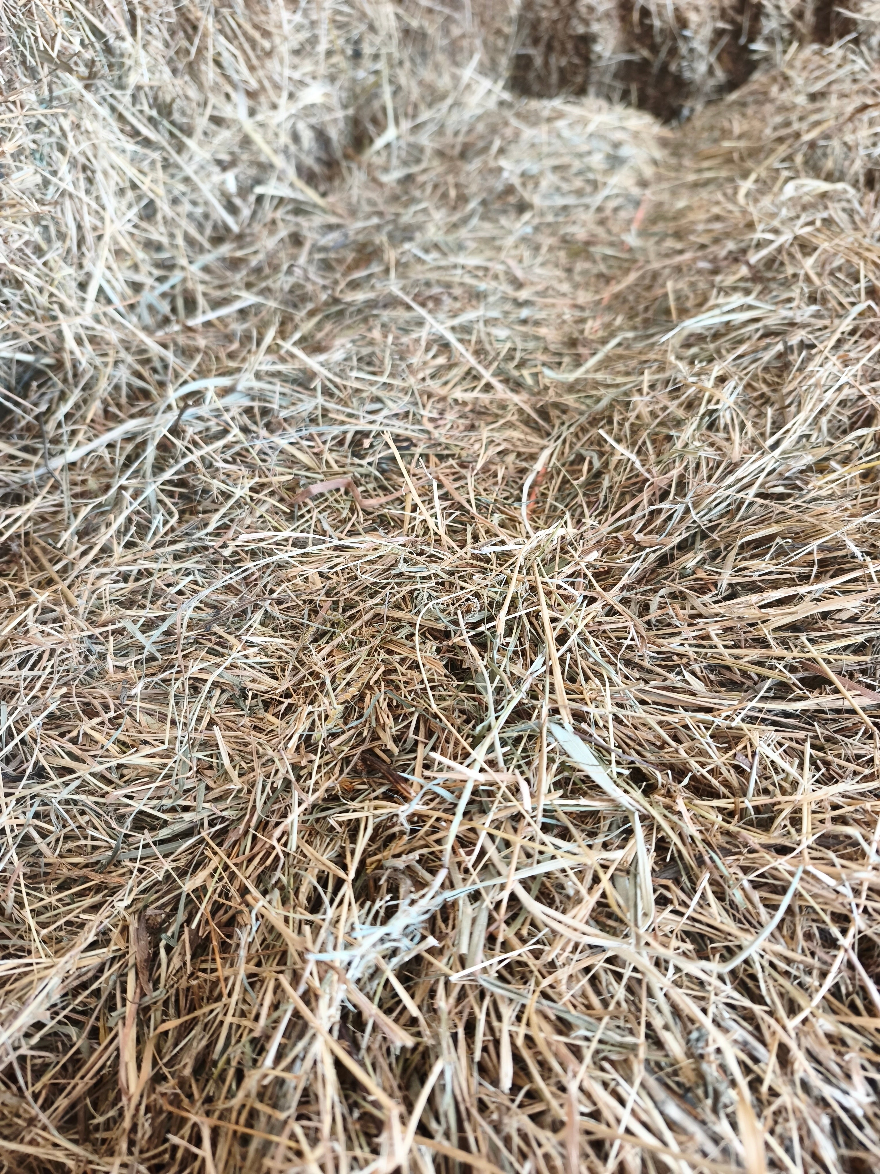 Premium Meadow Hay