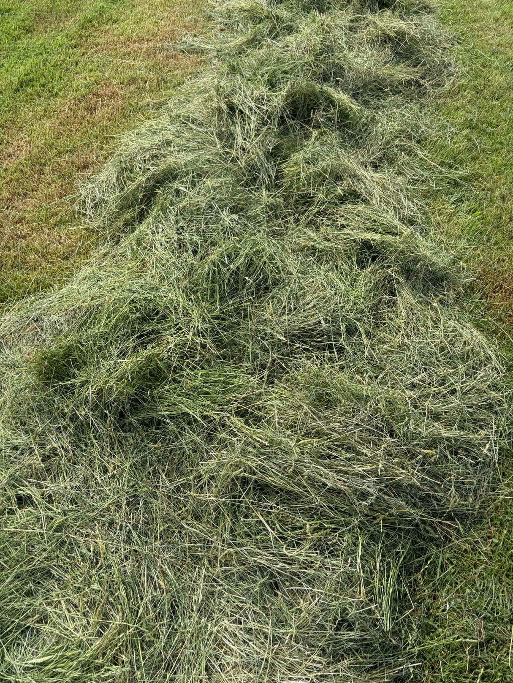 Round Silage